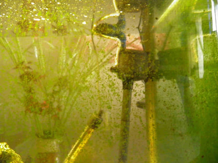 fish tank algae removal