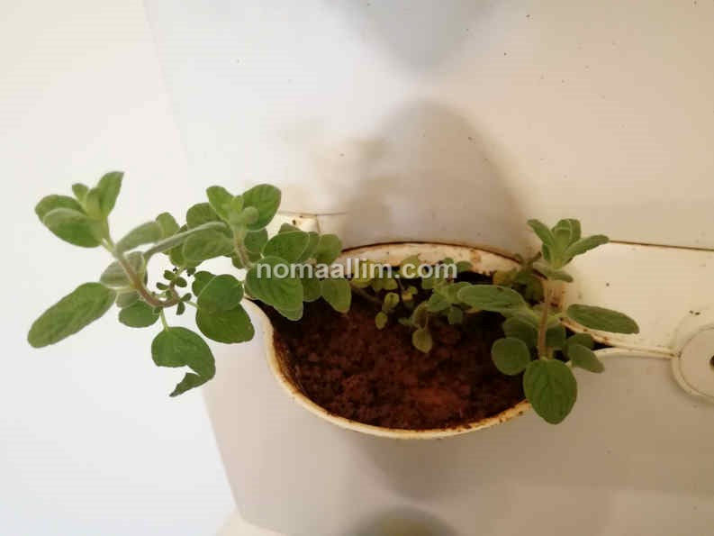 oregano planted at home